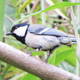 シジュウカラ