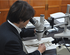 顕微鏡を覗く早坂学芸員