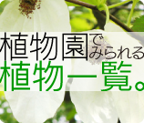 福井総合植物園内で見ることのできる植物